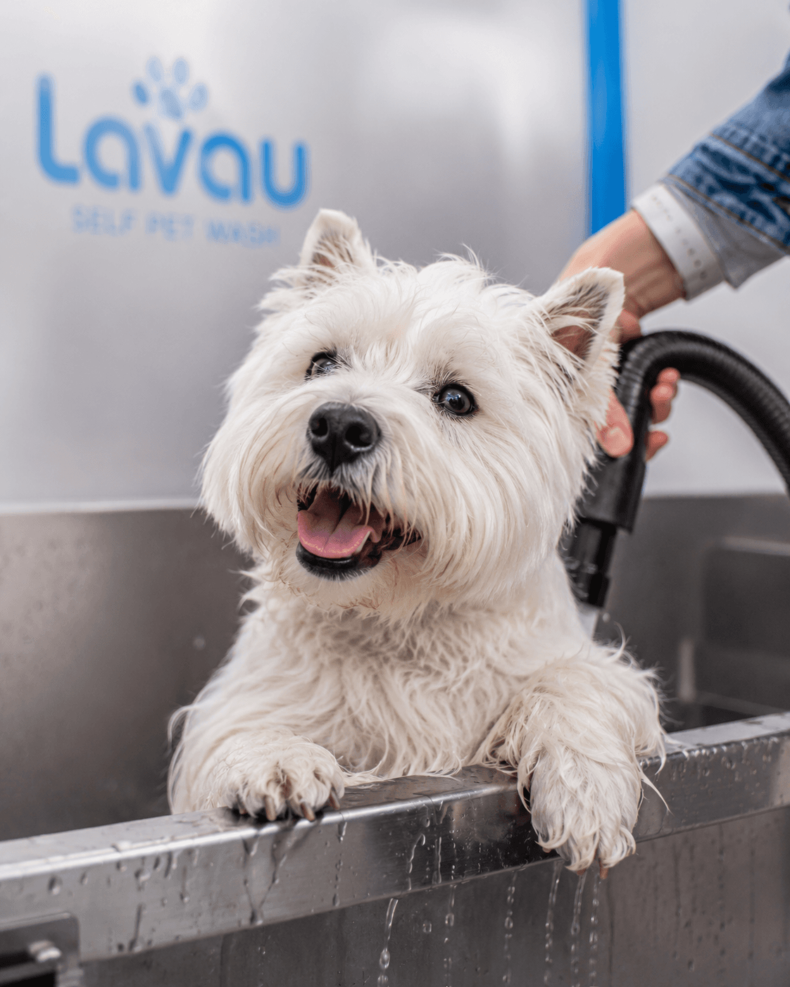 Pet feliz na Lavau
