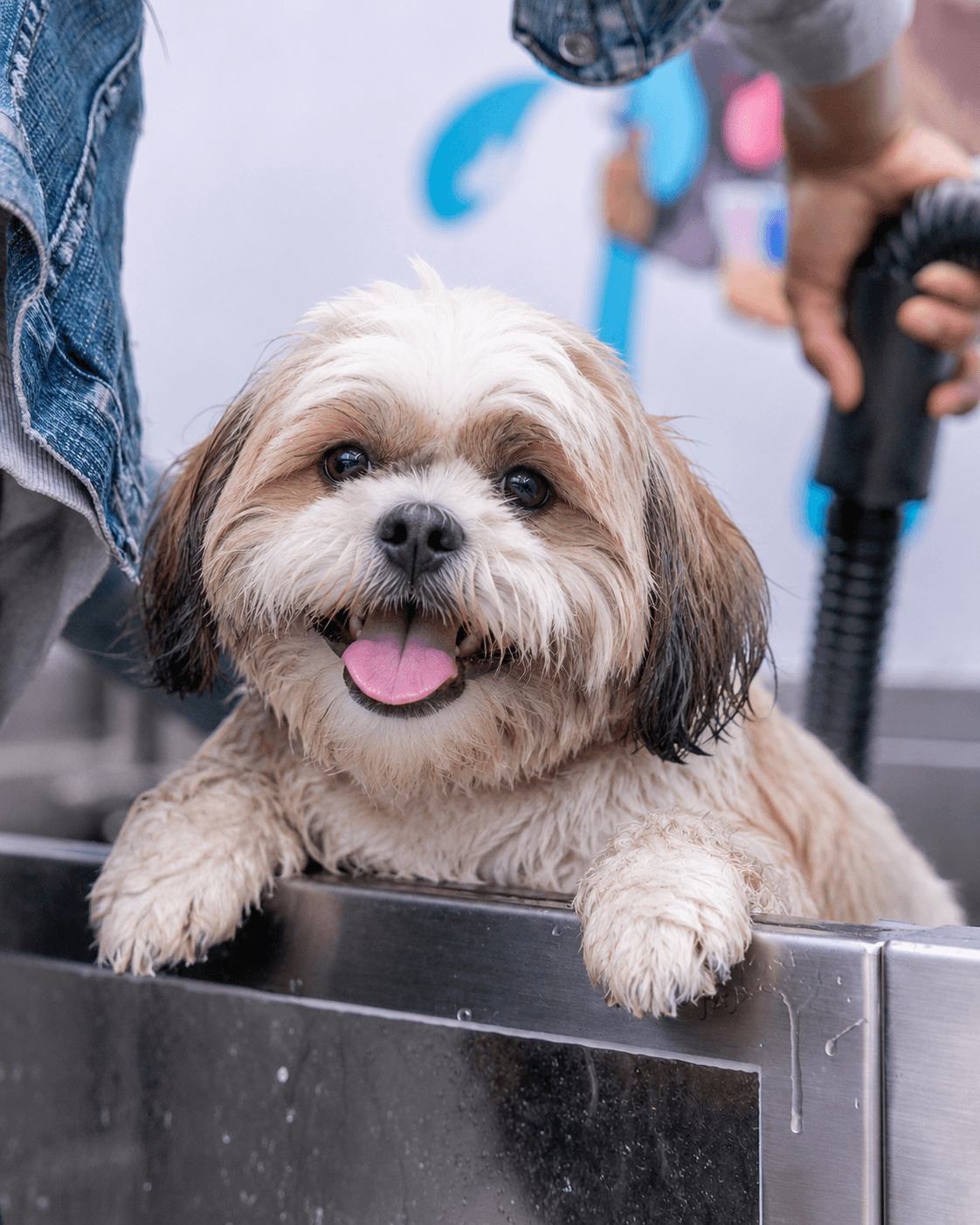 Pet feliz após banho